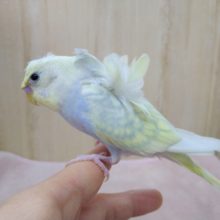 かなり美形！な羽衣セキセイの「コロモちゃん」いますよ〜