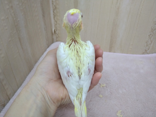 オカメインコ