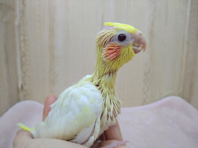 大人気！オカメインコルチノーさん来ましたよ〜