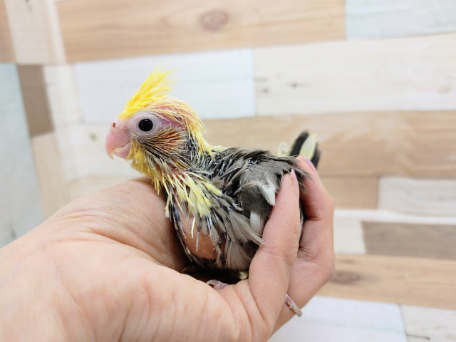 オカメインコ