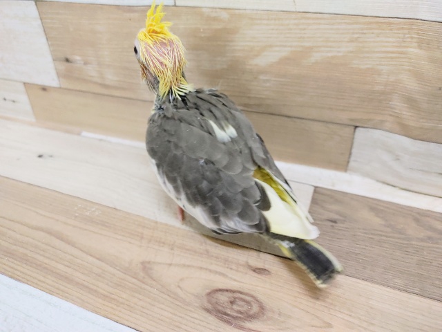 オカメインコ