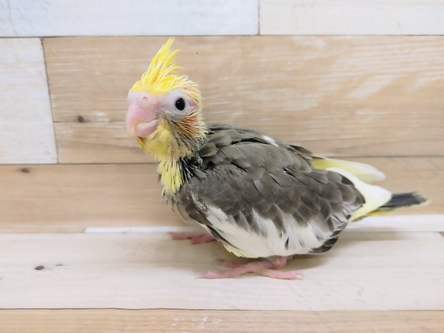 オカメインコ