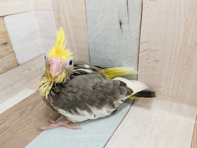 オカメインコ