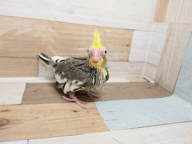 オカメインコ