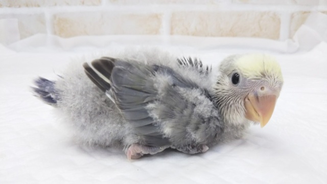 コザクラインコ（小桜インコ）