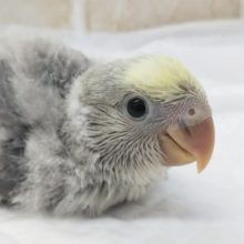 おでこがクリーム色✨ コザクラインコ(バイオレットパイド)