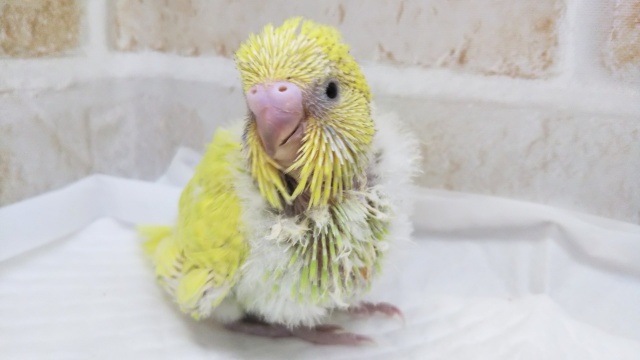 💪元気いっぱい🐥 ジャンボセキセイインコ(スパングル)