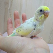ちょっとレアカラー！なセキセイさんいますよ〜