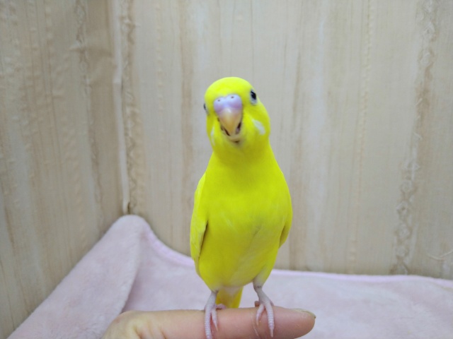 セキセイインコ