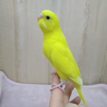 真っ黄色の黒目ちゃん！セキセイさんダブルファクターいますよ〜