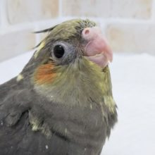注目ですよぉ～🌟 オカメインコ(ノーマル)