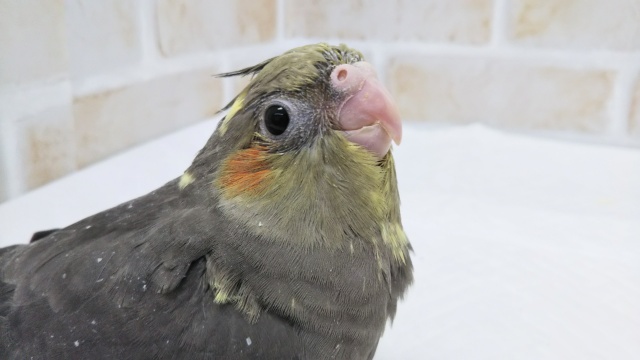 注目ですよぉ～🌟 オカメインコ(ノーマル)