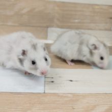 変わった色合いのゴールデンハムスターくん入荷しました～💓