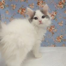 キラキラ系男子！サイベリアン(ブルータビー&ホワイトバン) 男の子♪