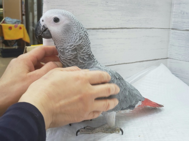 とってもかわいいヨウム来たよ 東京からもほど近い 千葉県 神奈川県 埼玉県でヨウム を販売するペットショップ