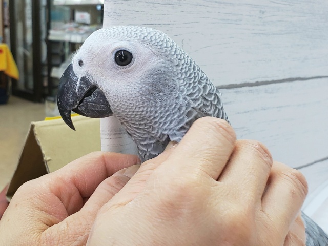 とってもかわいいヨウム来たよ 東京からもほど近い 千葉県 神奈川県 埼玉県でヨウム を販売するペットショップ