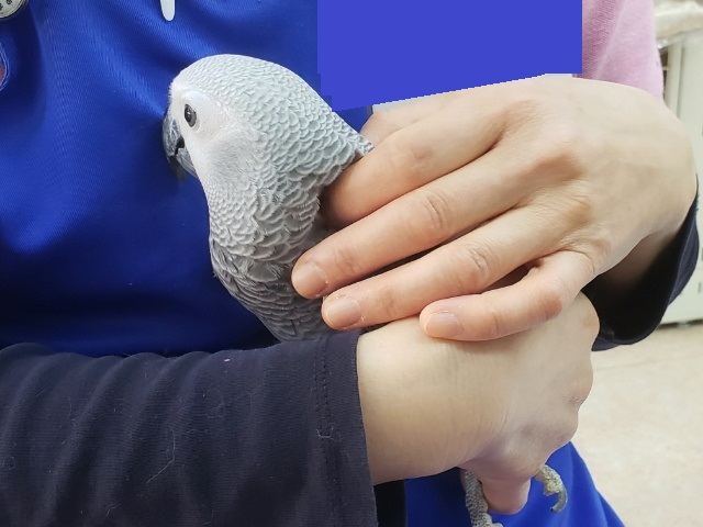 とってもかわいいヨウム来たよ 東京からもほど近い 千葉県 神奈川県 埼玉県でヨウム を販売するペットショップ