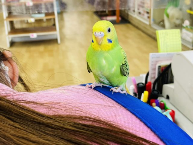 セキセイインコ