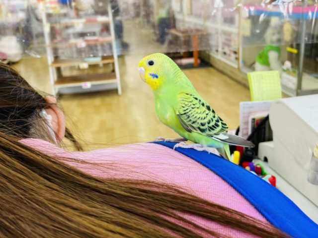 セキセイインコ