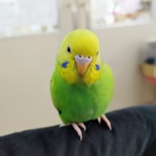 もう少しで一人餌です！(羽切り済み)セキセイインコのオパーリン💓