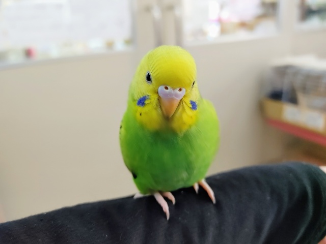 もう少しで一人餌です！(羽切り済み)セキセイインコのオパーリン💓