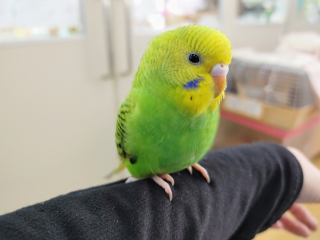 セキセイインコ