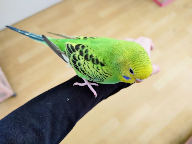 セキセイインコ