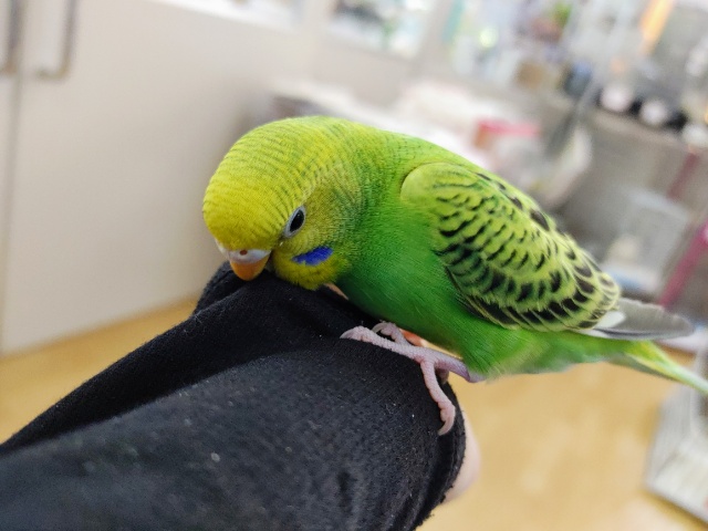 セキセイインコ