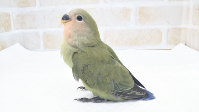 コザクラインコ（小桜インコ）