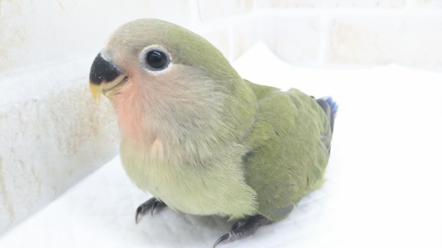 コザクラインコ（小桜インコ）