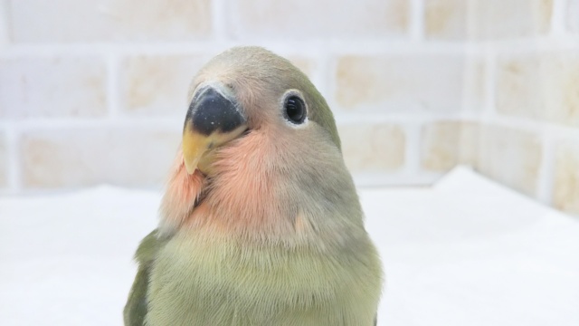 最新画像！ つぶらな瞳にキュンです🌸 コザクラインコ(ノーマル)