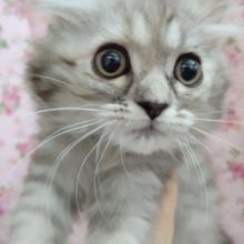 甘々フェイス♡サイベリアン(ブルーシルバーパッチドタビー) 女の子♪