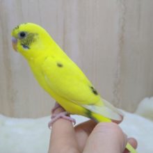 地味なレアカラー！セキセイインコの「ナノハちゃん」いますよ〜
