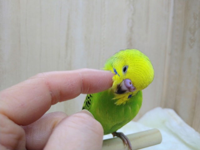 セキセイインコ