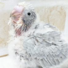 お上品なカラー💜 セキセイインコ(ライラック)