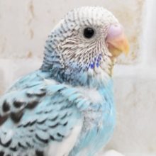 特徴的な斑点模様🐣 セキセイインコ(パイド)