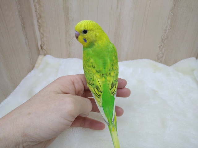 セキセイインコ