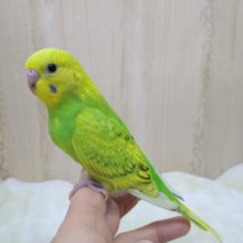 若竹カラー！セキセイインコの「タケちゃん」いますよ〜