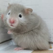 今回はちょっと薄め？セーブルハムスター