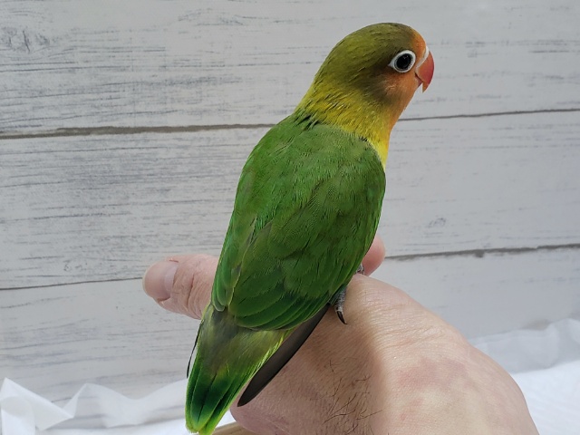 キエリクロボタンインコ