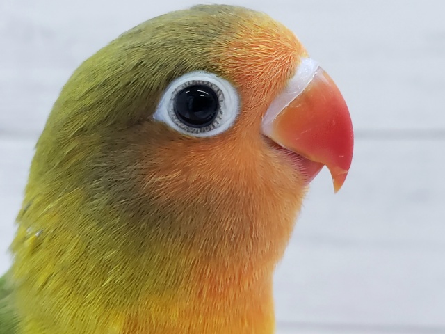 情熱的なカラー☀️ キエリクロボタンインコ