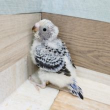 セキセイインコ(オパーリン)入荷しました❤