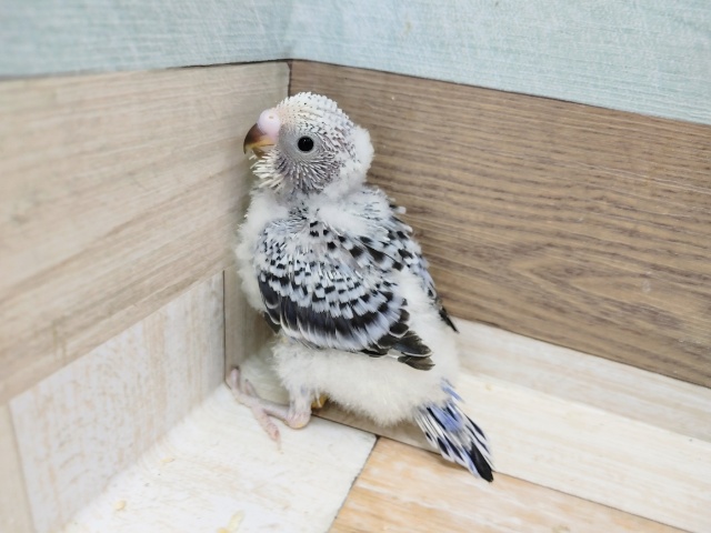 セキセイインコ(オパーリン)入荷しました❤