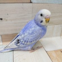 セキセイインコのスパングル入荷致しました〜❤