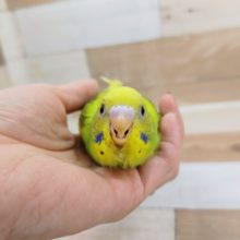 セキセイインコ(オパーリン)入荷しました❤