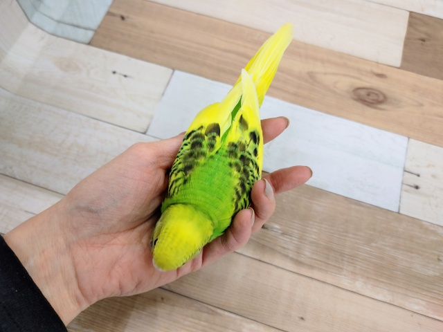 セキセイインコ