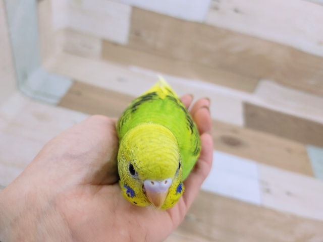 セキセイインコ