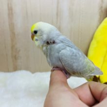 カッコイイ系なセキセイさん！イエローフェイスライラック、いますよ〜