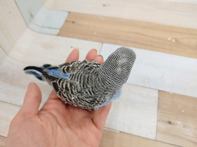 ジャンボセキセイインコ