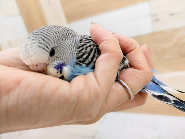 ジャンボセキセイインコ